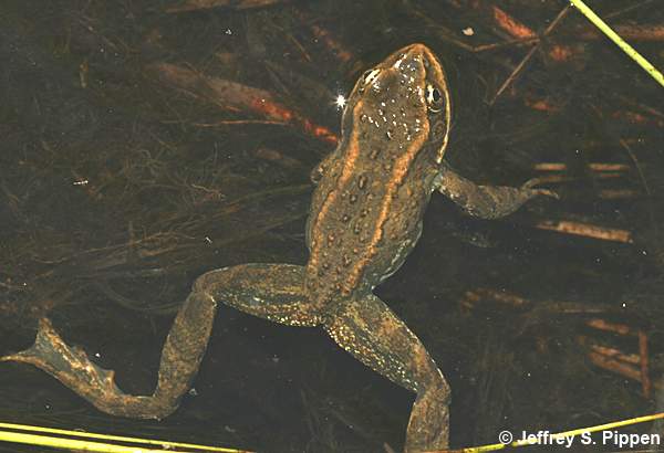 Columbia Spotted Frog (Rana luteiventris)
