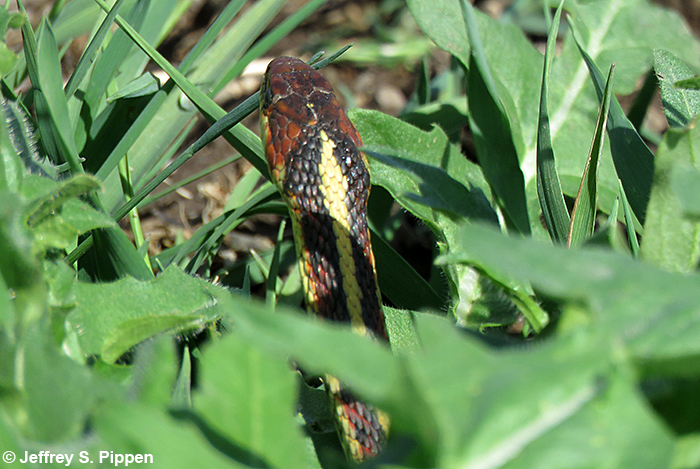 Common Garter Snake (Thamnophis sirtalis)