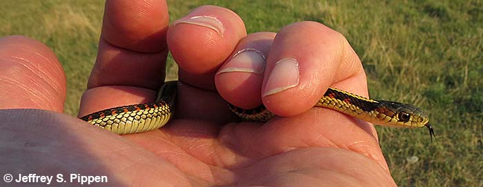 Common Garter Snake (Thamnophis sirtalis)