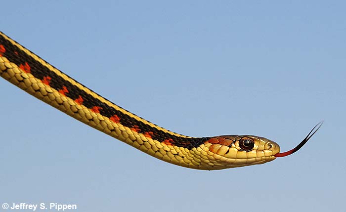 Common Garter Snake (Thamnophis sirtalis)
