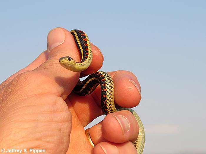 Common Garter Snake (Thamnophis sirtalis)
