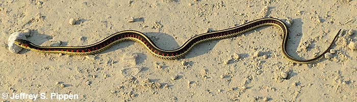 Common Garter Snake (Thamnophis sirtalis)