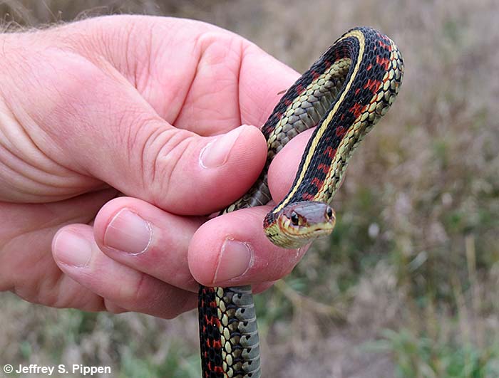 Common Garter Snake (Thamnophis sirtalis)