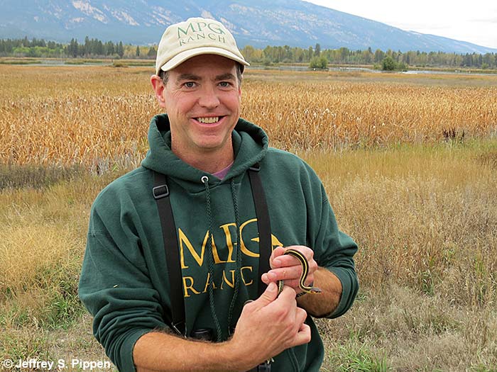Common Garter Snake (Thamnophis sirtalis)