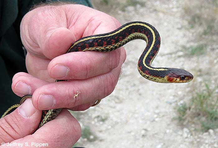 Common Garter Snake (Thamnophis sirtalis)