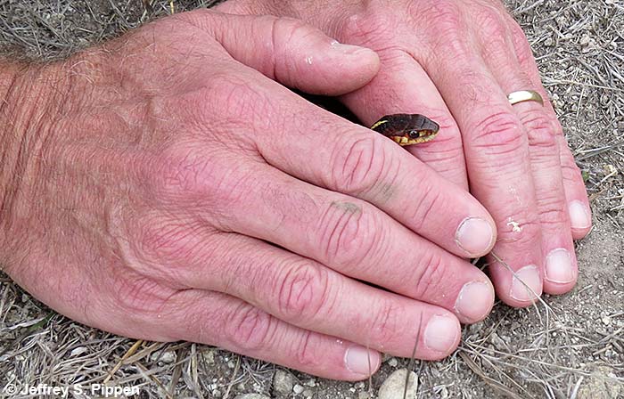Common Garter Snake (Thamnophis sirtalis)