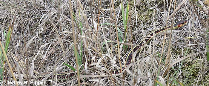 Common Garter Snake (Thamnophis sirtalis)