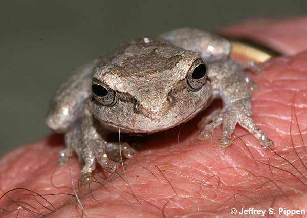 Cope's Gray Treefrog <I>(Hyla chrysoscelis)