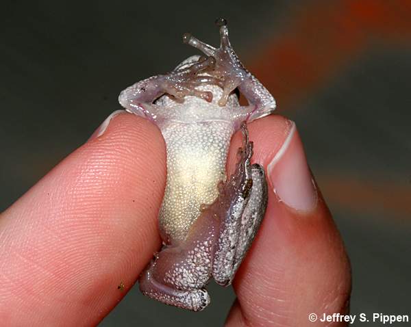 Cope's Gray Treefrog (Hyla chrysoscelis)