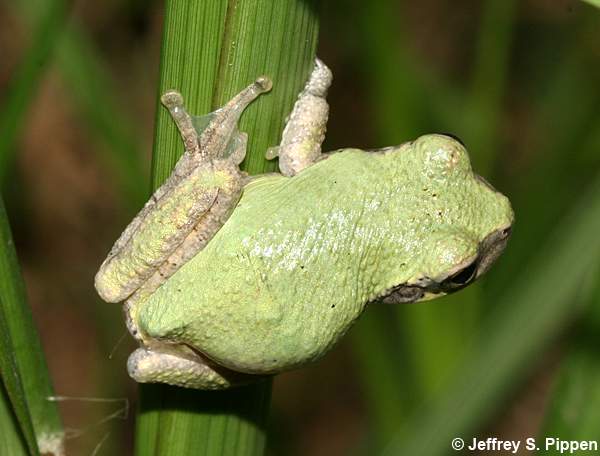 Cope's Gray Treefrog (Hyla chrysoscelis)