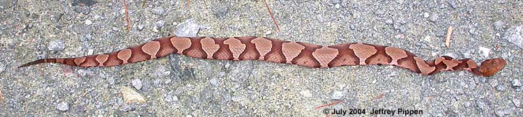 Copperhead (Agkistrodon contortrix)