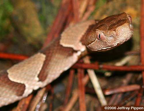 Copperhead (Agkistrodon contortrix)