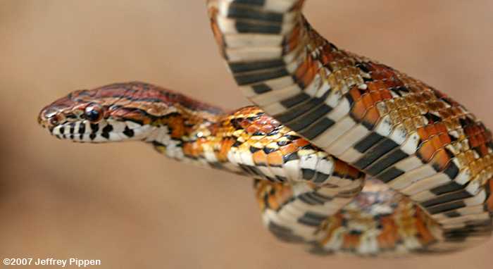 Corn Snake (Elaphe guttata)