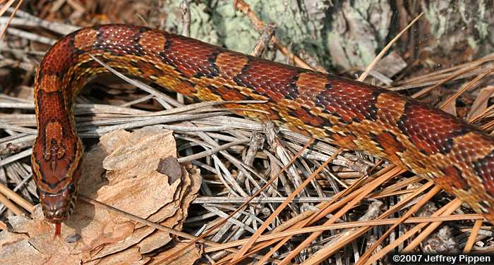 Corn Snake (Elaphe guttata)