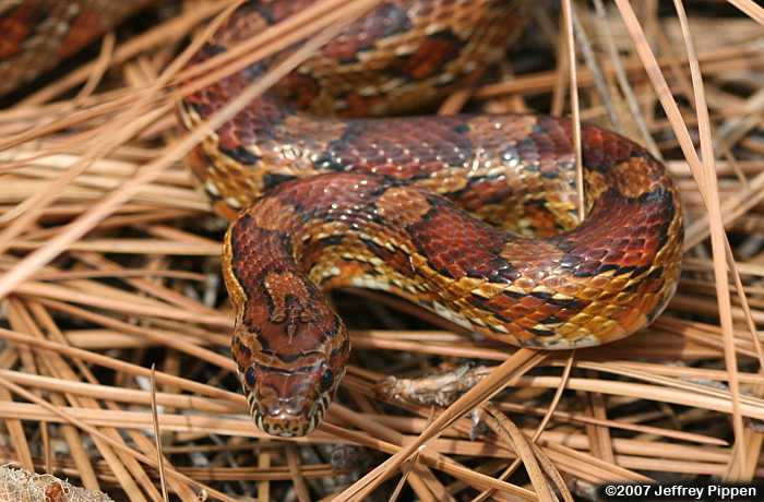 Corn Snake (Elaphe guttata)