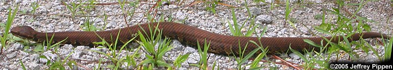Cottonmouth (Agkistrodon piscivorus)