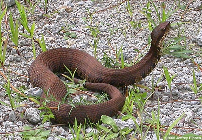 Cottonmouth (Agkistrodon piscivorus)