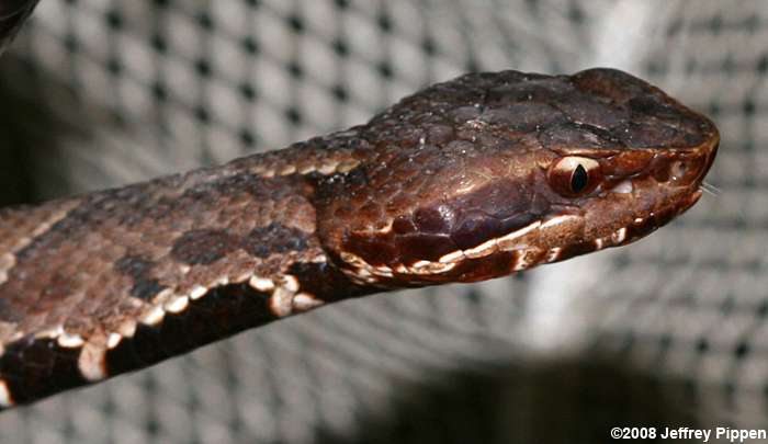 Cottonmouth (Agkistrodon piscivorus)