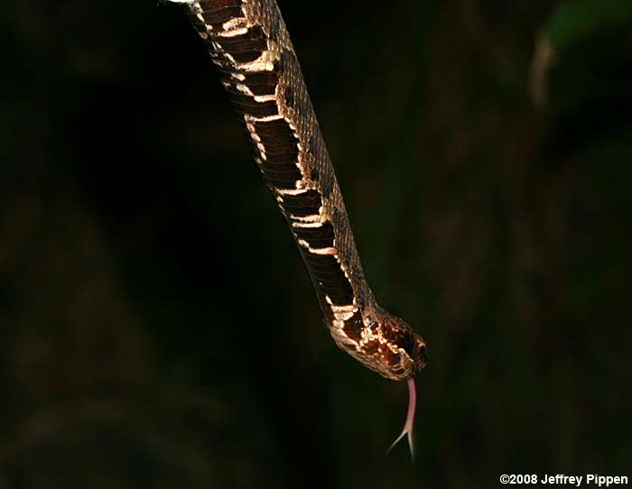 Cottonmouth (Agkistrodon piscivorus)