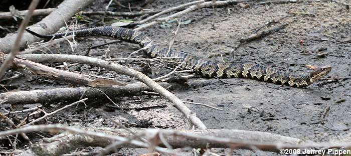 Cottonmouth (Agkistrodon piscivorus)