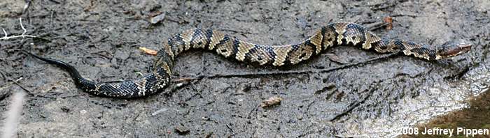 Cottonmouth (Agkistrodon piscivorus)