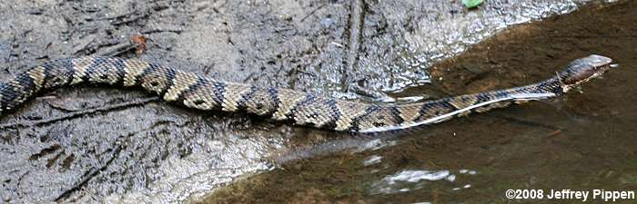 Cottonmouth (Agkistrodon piscivorus)