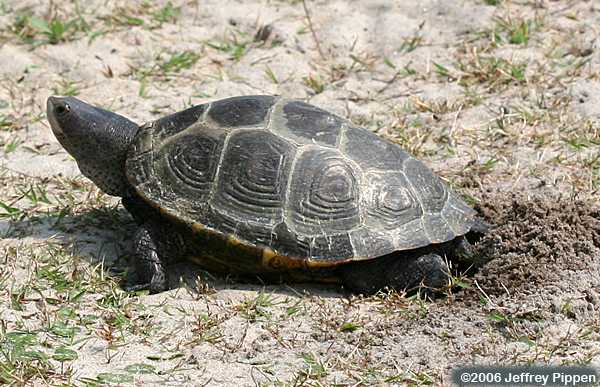 Diamonback Terrapin (Malaclemys terrapin)