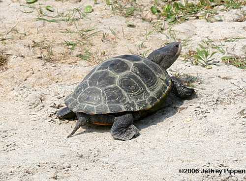 Diamonback Terrapin (Malaclemys terrapin)