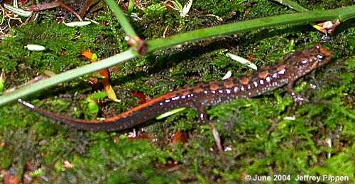 Ocoee Salamander (Desmognathus ocoee)