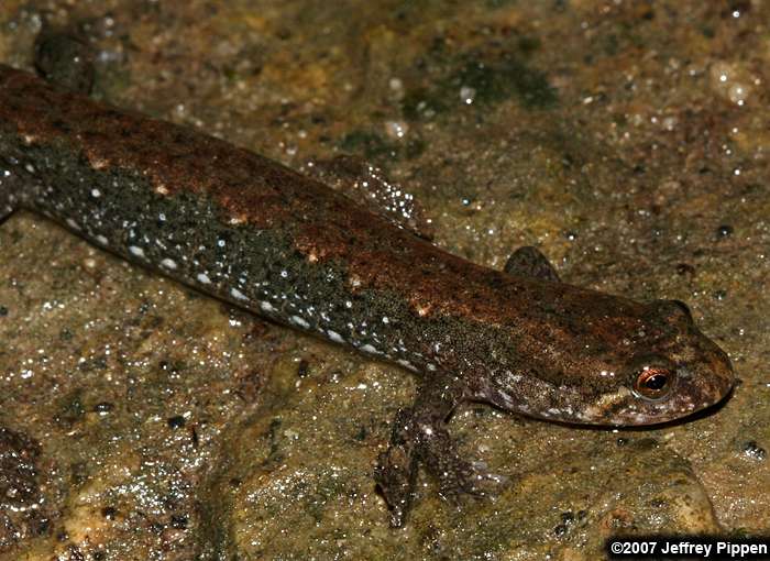 Northern Dusky Salamander (Desmognathus fuscus)