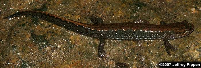 Northern Dusky Salamander (Desmognathus fuscus)