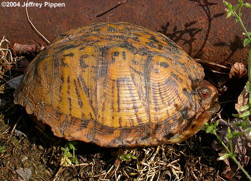 Eastern Box Turtle (Terrapene carolina carolina)