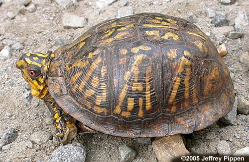 Eastern Box Turtle (Terrapene carolina carolina)