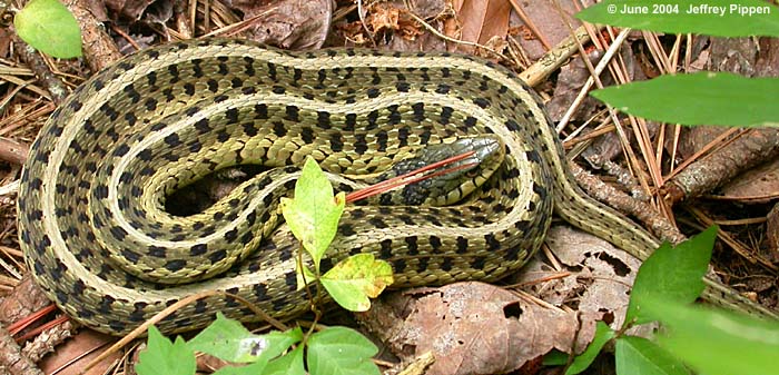 Eastern Garter Snake (Thamnophis sirtalis sirtalis)