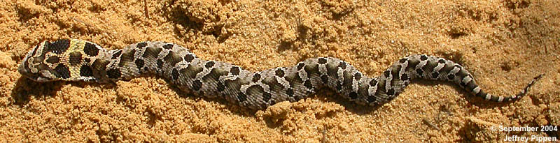 Eastern Hognose Snake (Heterodon platirhinos)