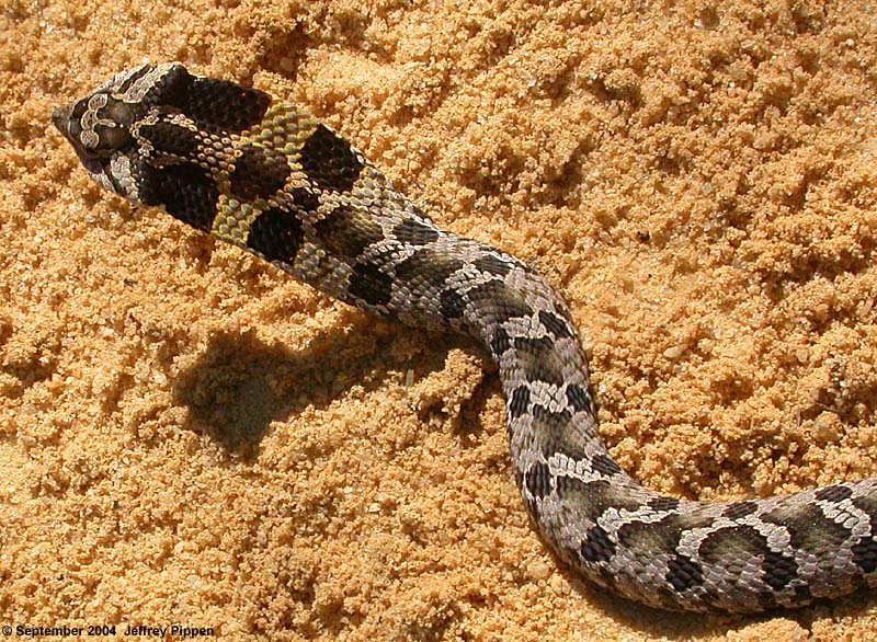 Eastern Hognose Snake (Heterodon platirhinos)