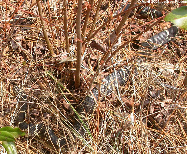 Eastern Kingsnake (Lampropeltis getulus)
