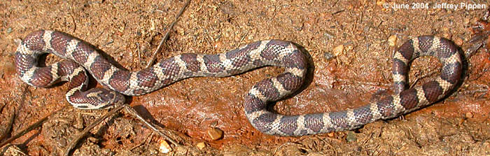 Eastern Milk Snake (Lampropeltis triangulum triangulum)