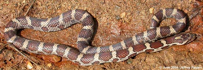 Eastern Milk Snake (Lampropeltis triangulum triangulum)
