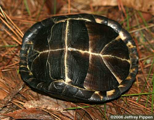 Eastern Box Turtle (Terrapene carolina carolina)
