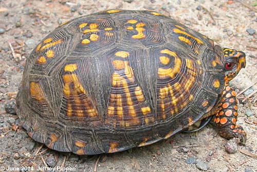Eastern Box Turtle (Terrapene carolina carolina)