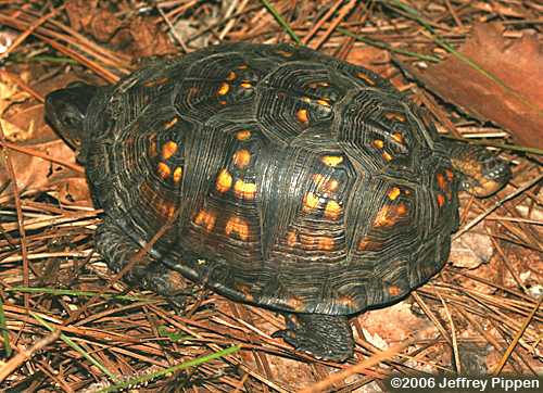 Eastern Box Turtle (Terrapene carolina carolina)