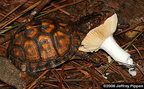 Eastern Box Turtle (Terrapene carolina carolina)