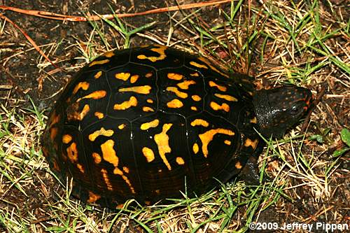 Eastern Box Turtle (Terrapene carolina carolina)