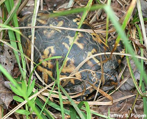 Eastern Box Turtle (Terrapene carolina carolina)