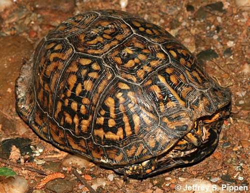 Eastern Box Turtle (Terrapene carolina carolina)