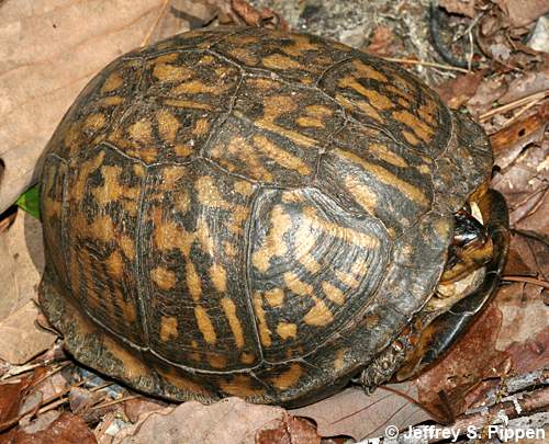 Eastern Box Turtle (Terrapene carolina carolina)