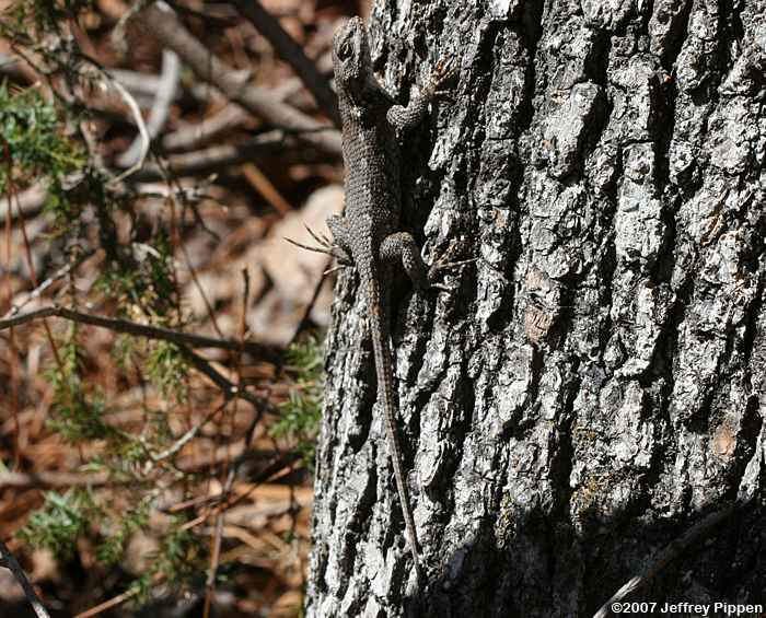 Eastern Fence Lizard (Sceloporus undulatus)