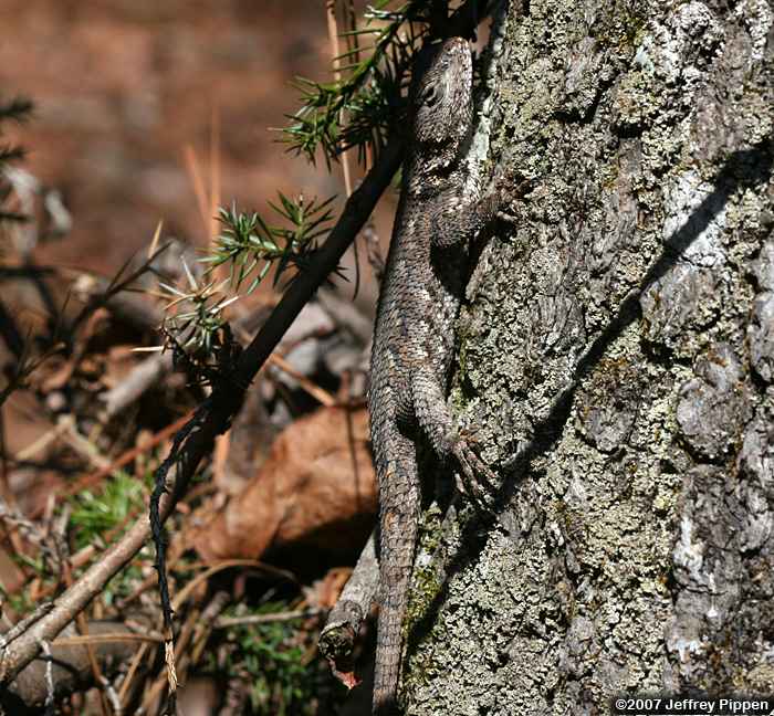 Eastern Fence Lizard (Sceloporus undulatus)