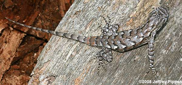 Eastern Fence Lizard (Sceloporus undulatus)